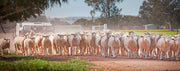 Lamb Concentrate Natural - Antibiotic Free
